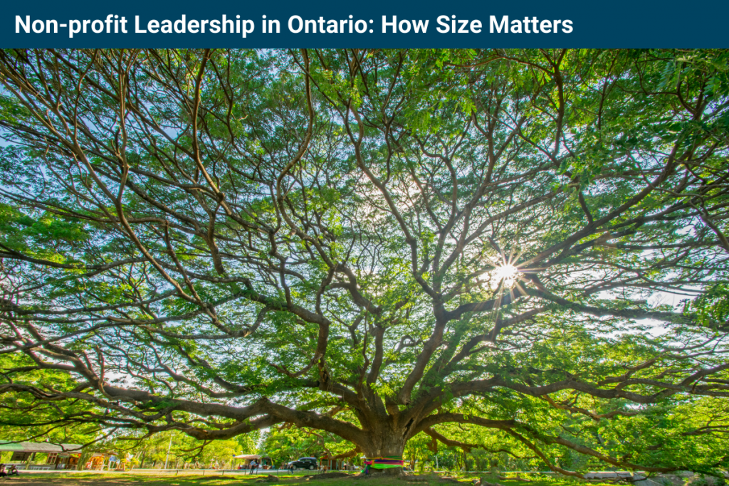 Wide-angle photo of a tree, shot in a way that the leafy, green branches appear to fill the entire frame